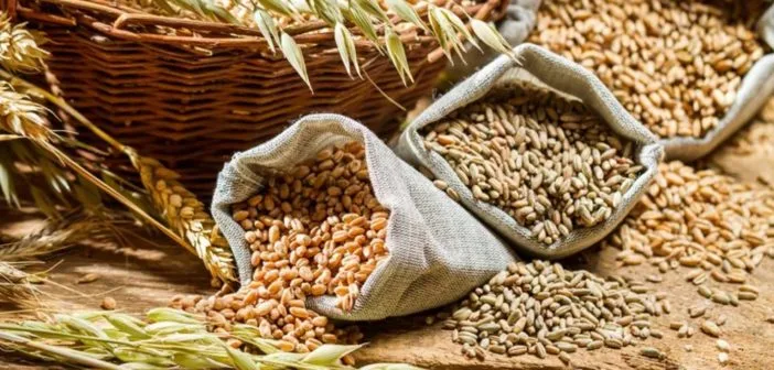 Indian wheat for global agricultural export